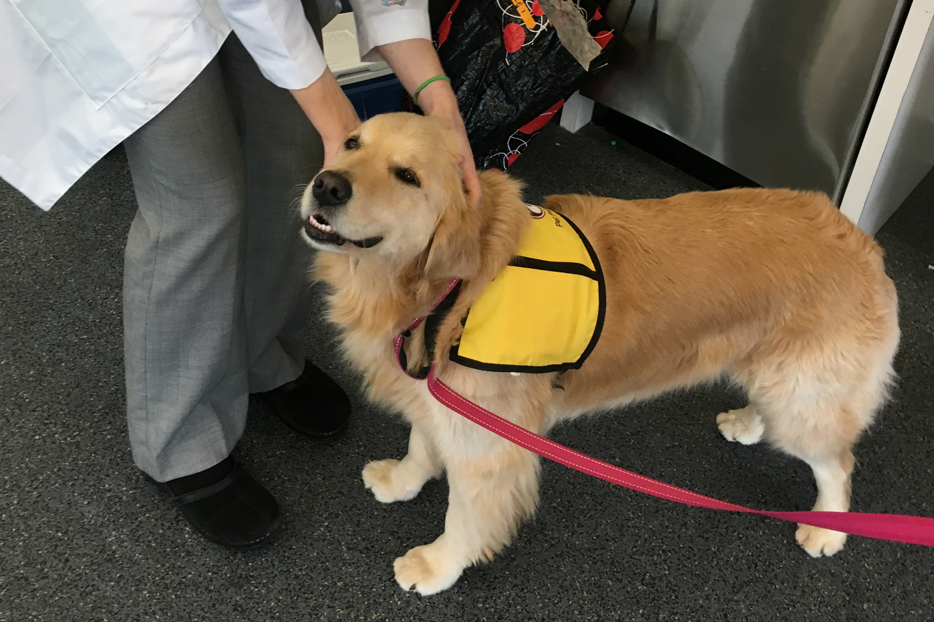 Therapy dogs can spread superbugs to kids, hospital finds