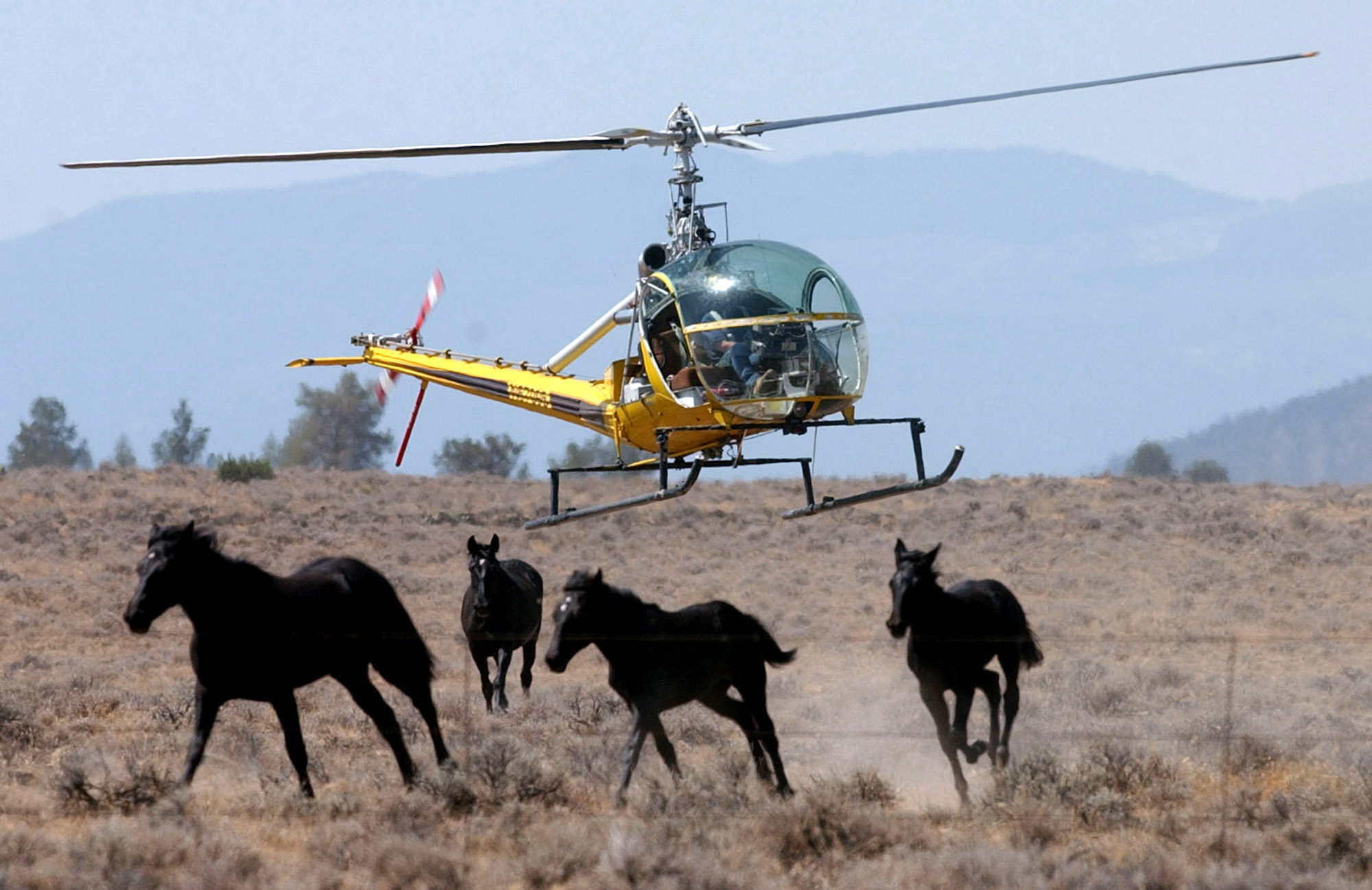 1,000 wild horses to be rounded up in Northern California