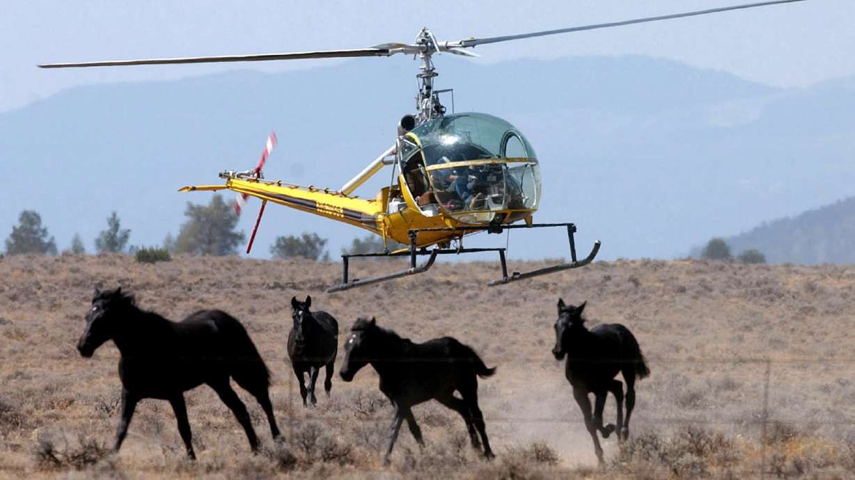 1,000 wild horses to be rounded up in Northern California