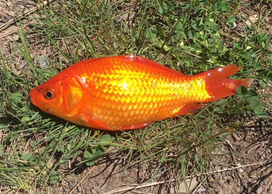 Photo credit: Mark Hadley, Utah Division of Wildlife Resources