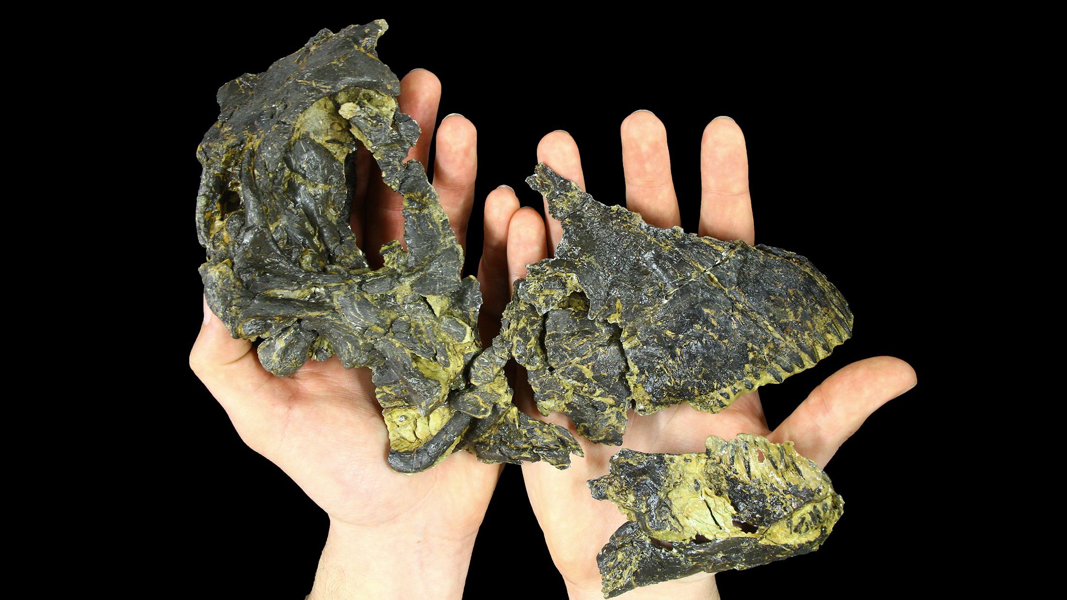 At 9 inches long, "Andrew" is the smallest Diplodocus skull ever found.
Photo: Courtesy John P. Wilson
