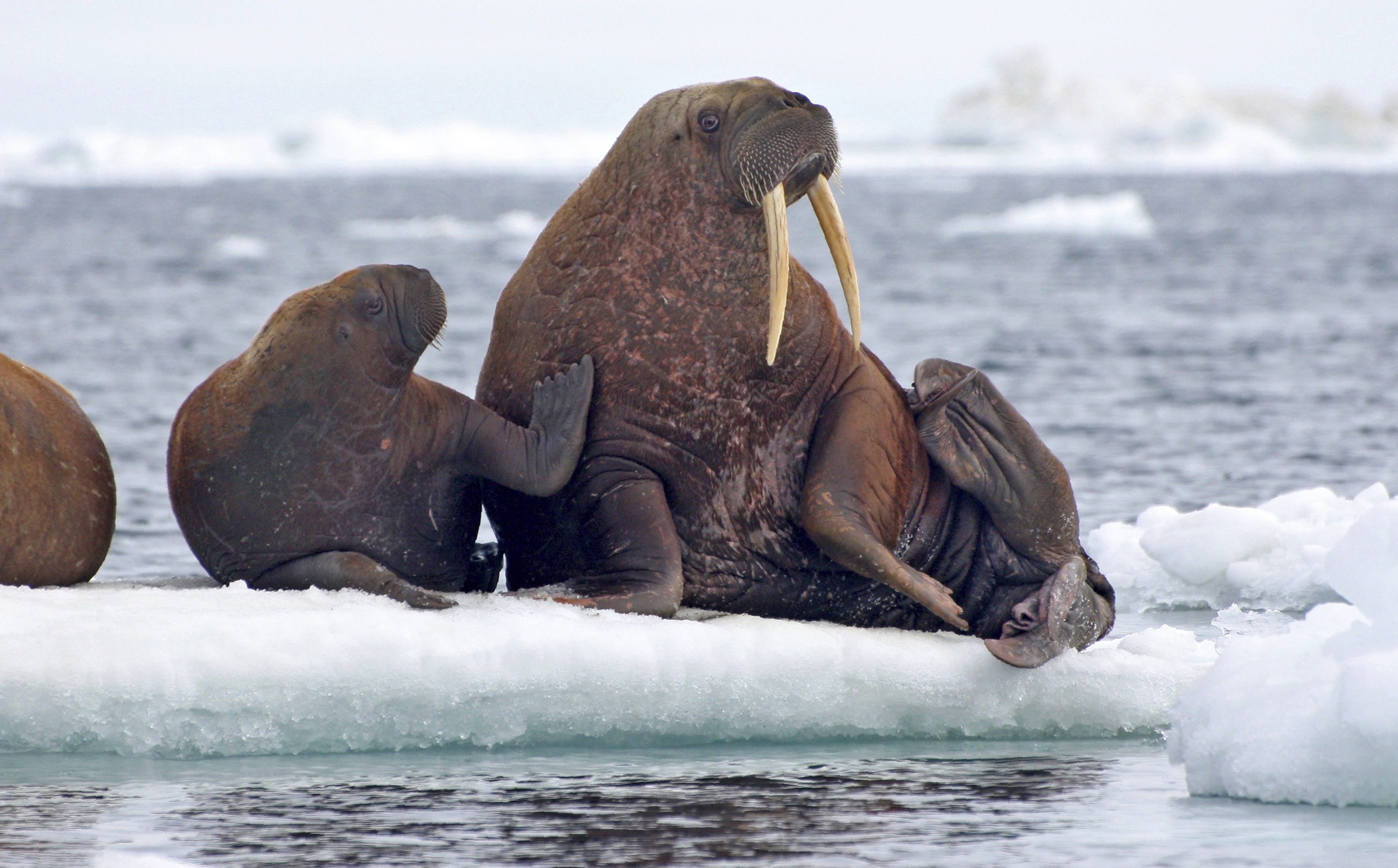 As sea ice melts, some say walruses need better protection