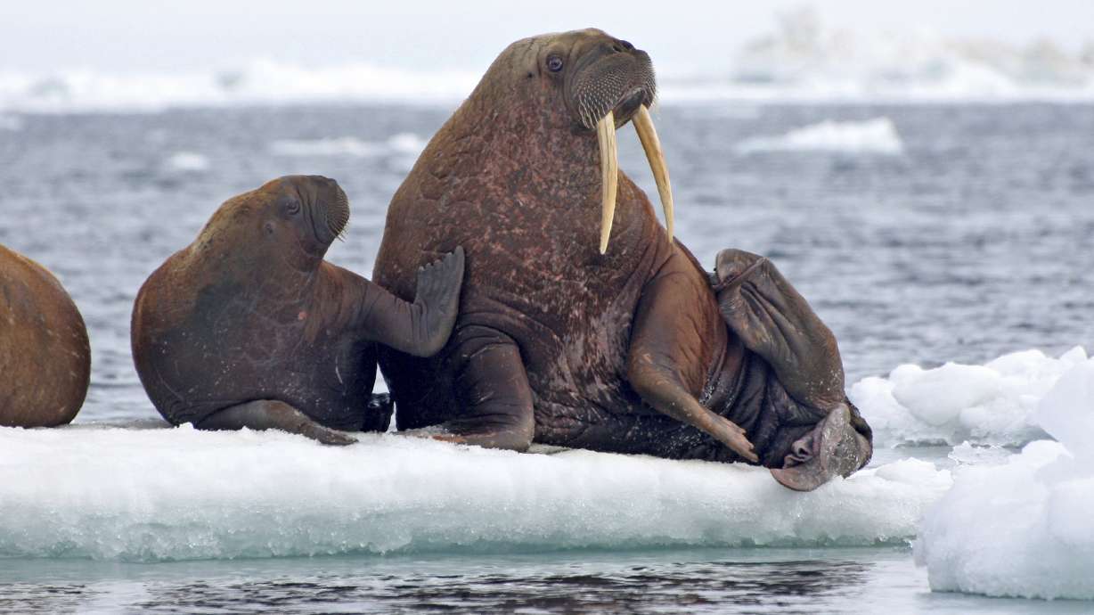 As sea ice melts, some say walruses need better protection