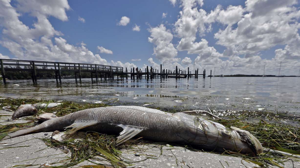 Experts: Hurricane Michael failed to end Florida's red tide