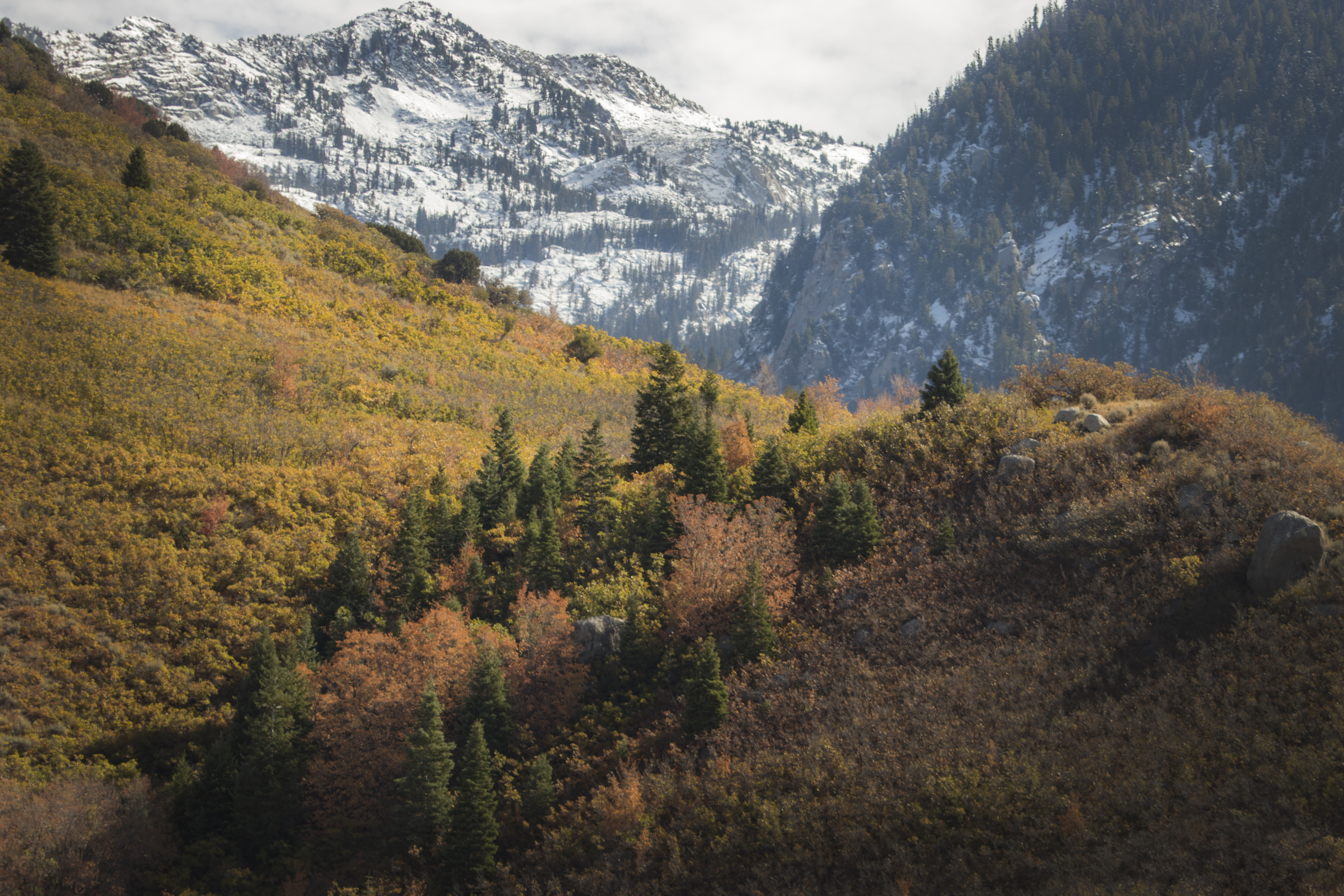 User submitted: More early snow mixes with fall foliage
