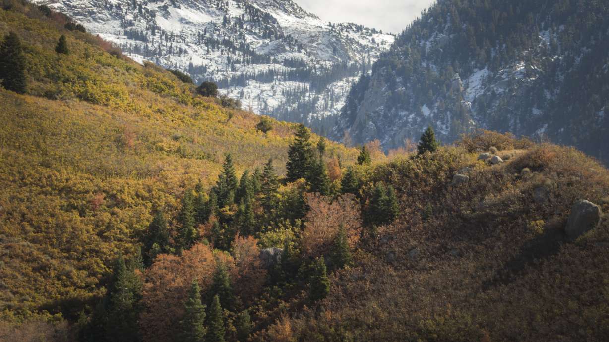 User submitted: More early snow mixes with fall foliage