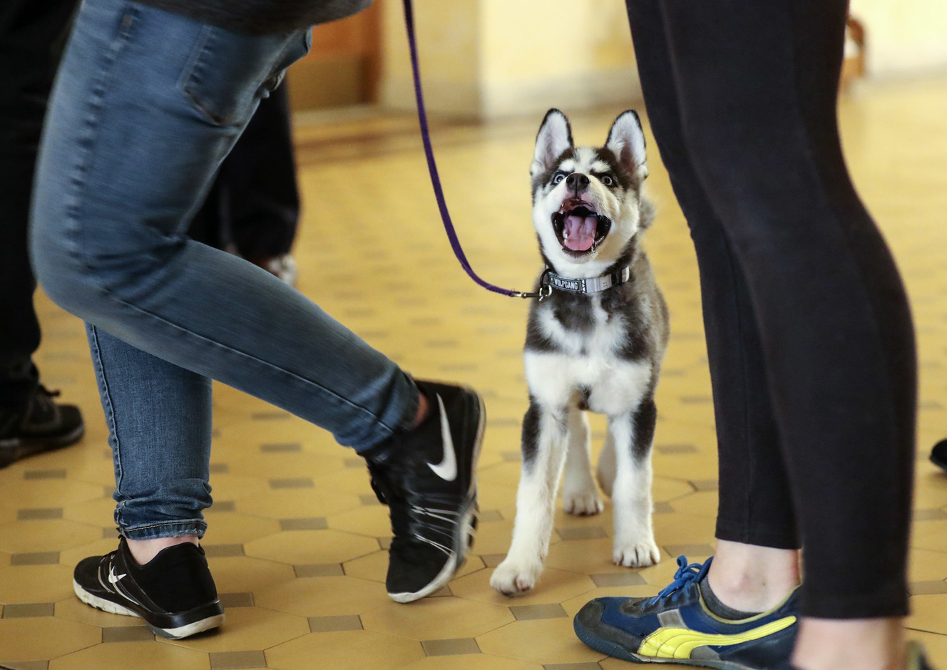 Jasper, a Husky puppy, plays outside Salt Lake City Mayor Jackie Biskupski's office at the Salt Lake City-County Building on Tuesday, Oct. 16, 2018. Biskupski welcomed several rescue animals from the Humane Society of Utah during an event to promote a proposed ordinance that would prohibit pet stores from selling dogs, cats and rabbits unless the animals were obtained from an animal shelter, control agency, humane society, or nonprofit rescue organization. (Photo: Steve Griffin, Deseret News)