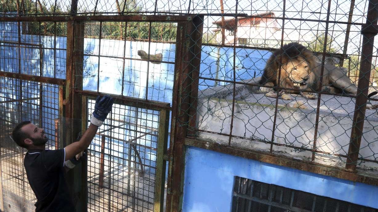 'Malnourished' animals report prompts Albania zoo closure