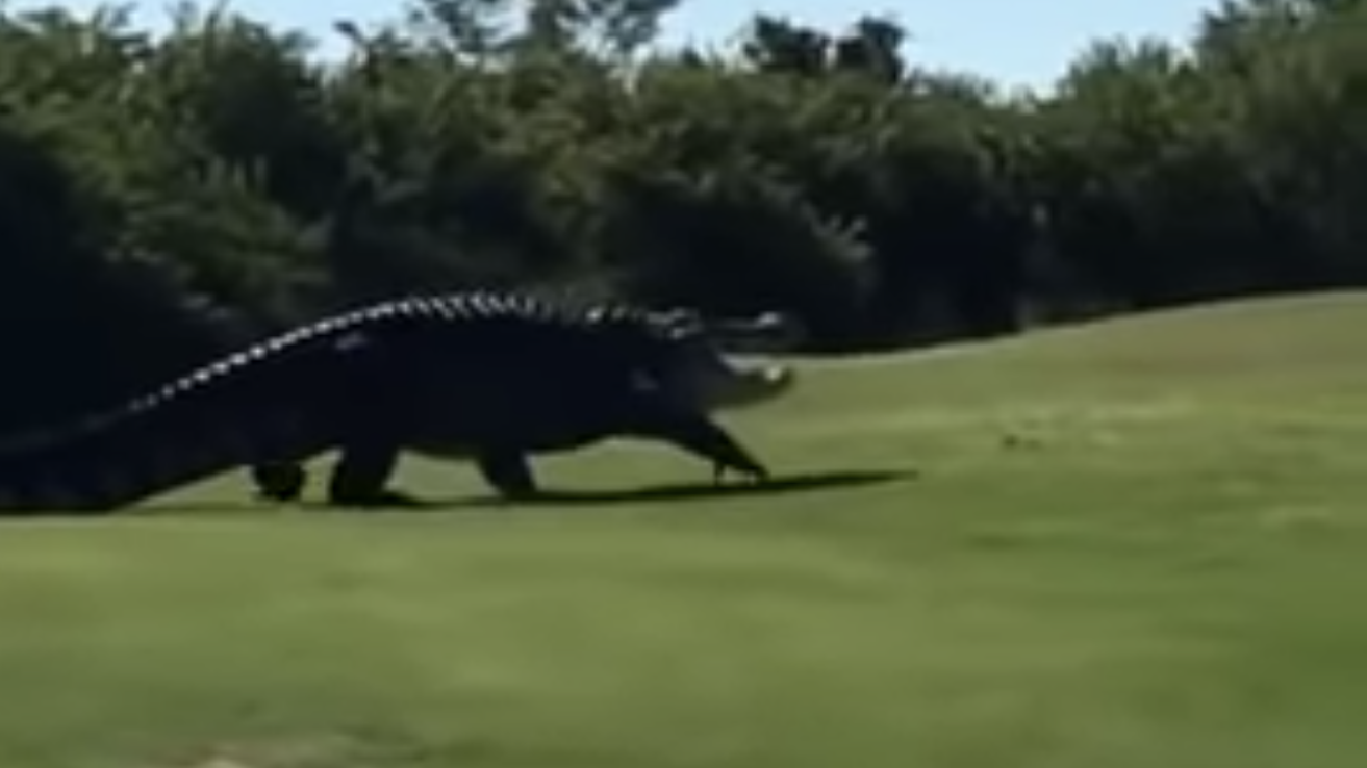 Have You Seen This? 15-foot alligator takes a stroll on Florida golf course