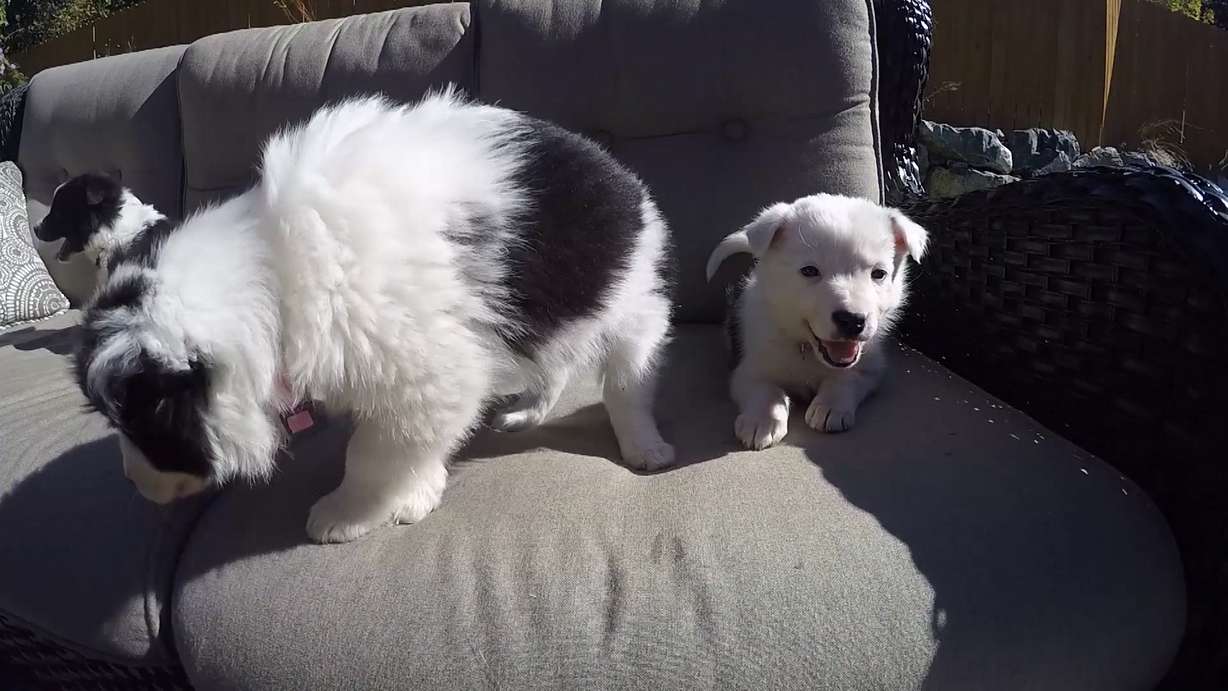 A Salt Lake County couple witnessed an incredible story of wilderness survival that began in the highest, most rugged mountains in Utah. (Photo: Mark Wetzel, KSL TV)