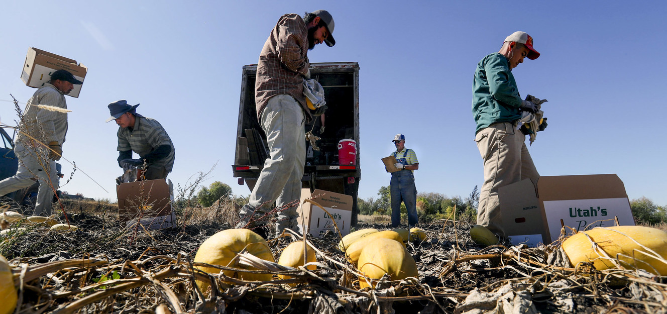 Alan Bangerter, back, keeps track of spaghetti squash his crew harvests on a piece of his property at 400 S. 650 West in Farmington on Friday, Oct. 19, 2018. (Photo: Steve Griffin, KSL)