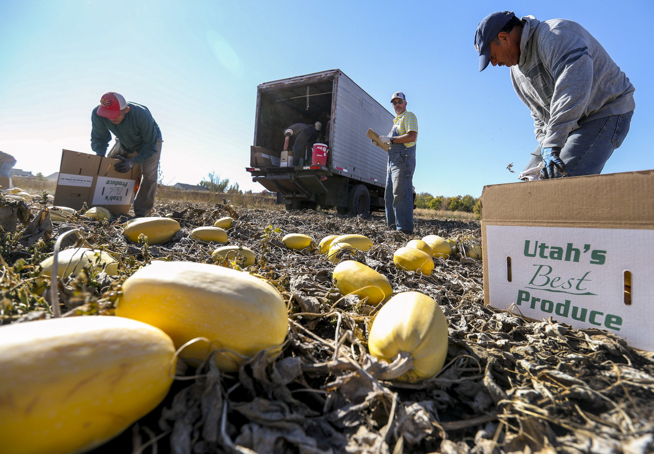 Alan Bangerter, center, keeps track of spaghetti squash that his crew harvests on a piece of his property at 400 S. 650 West in Farmington on Friday, Oct. 19, 2018. (Photo: Steve Griffin, KSL)