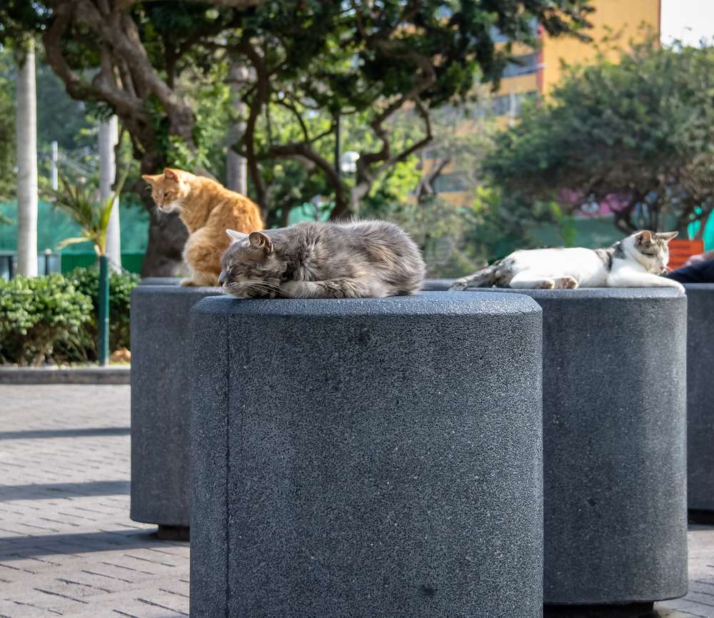 Cats at Kennedy Park (The Cat's Park) in Miraflores District. (Photo: Diego Grandi, Shutterstock)
