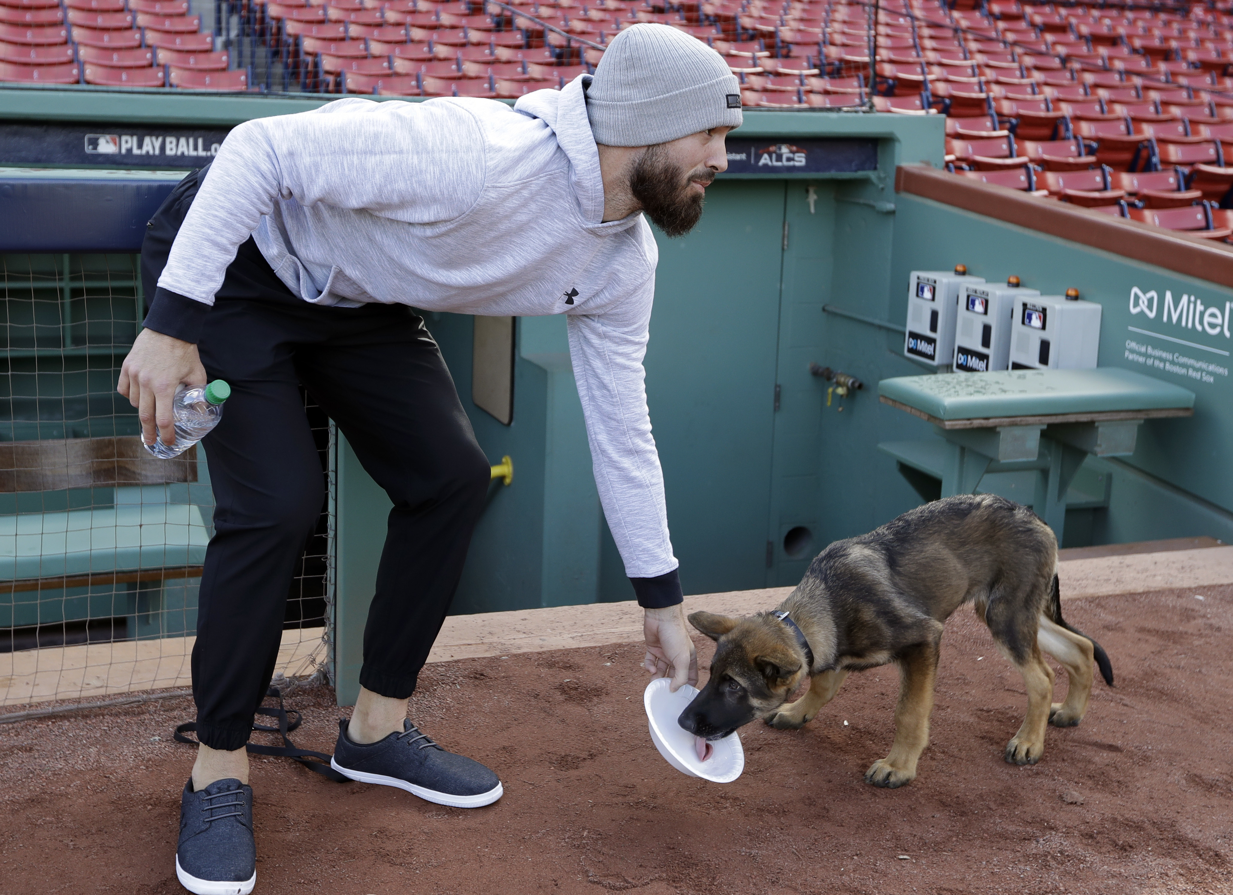 World Series Bark Park: Porcello's pup romps around Fenway