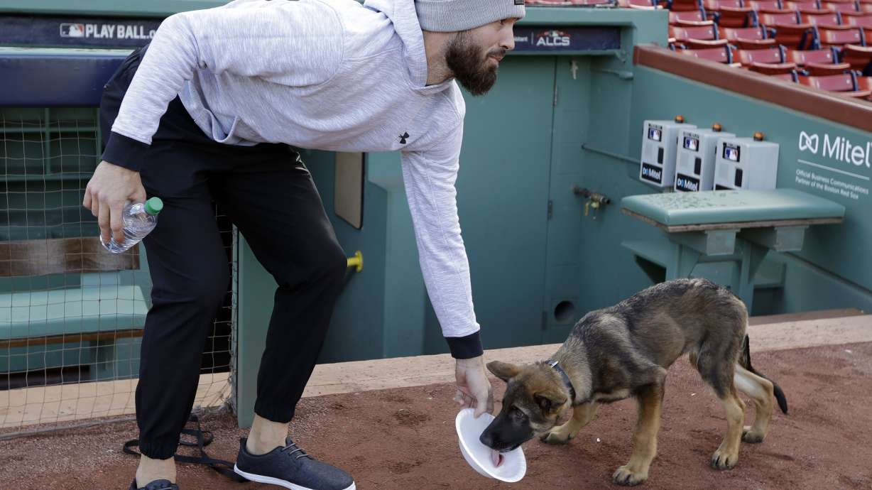 World Series Bark Park: Porcello's pup romps around Fenway