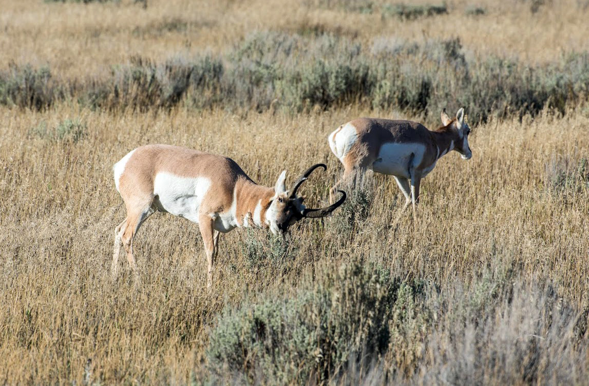 Wildlife officials propose new big game hunts for 2019