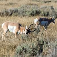 Wildlife Board approves new hunts for bison, pronghorn in 2019