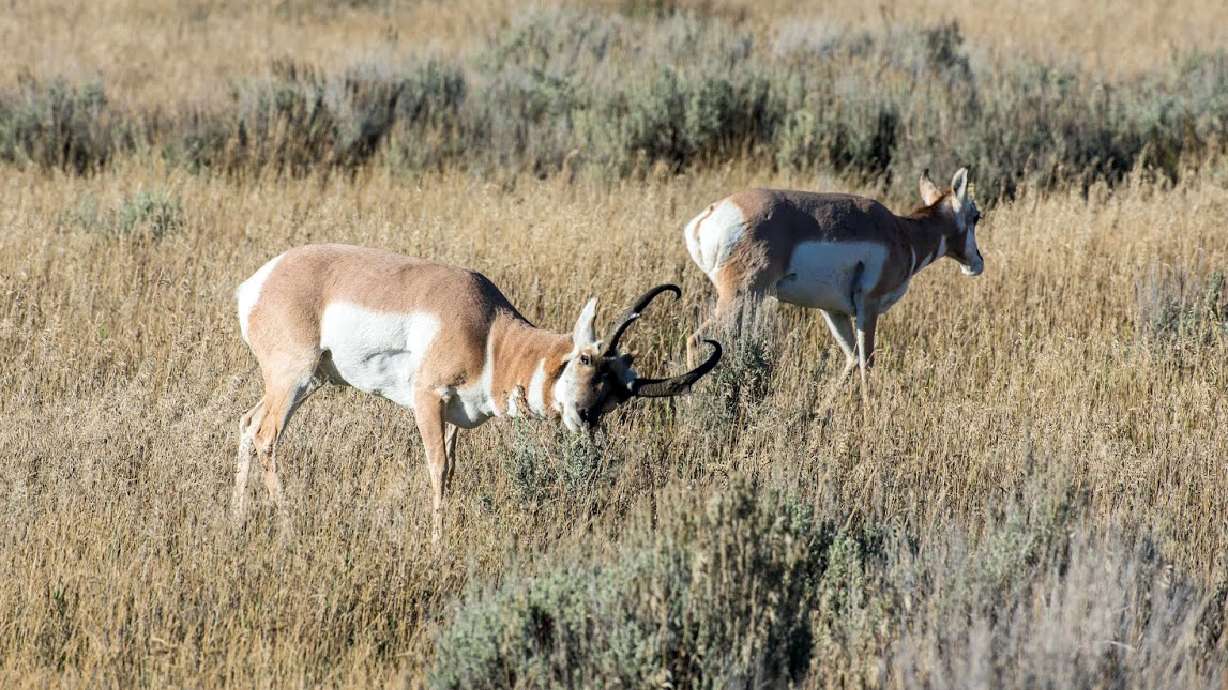 Wildlife Board approves new hunts for bison, pronghorn in 2019