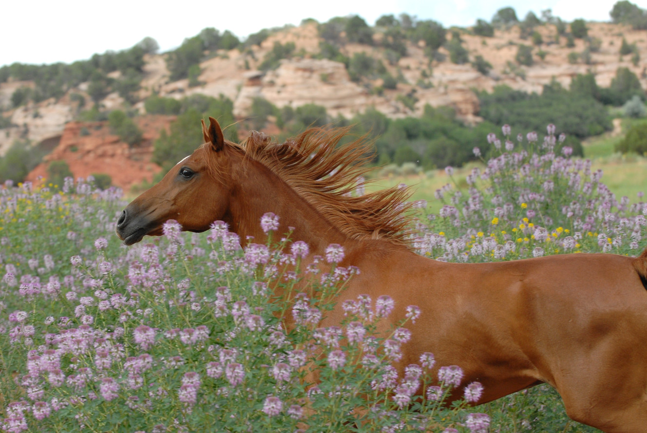 A look at how Best Friends Animal Sanctuary came to call Utah 'home'
