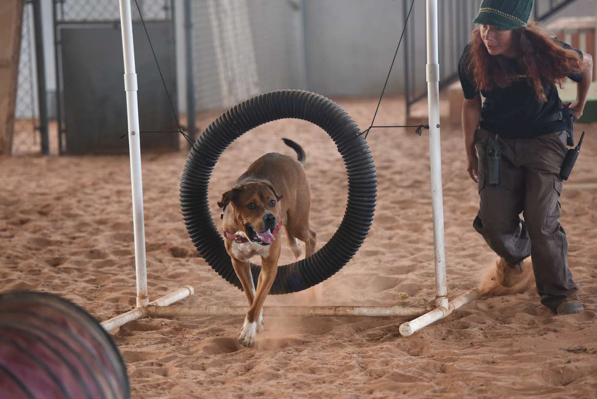 A look at how Best Friends Animal Sanctuary came to call Utah 'home'