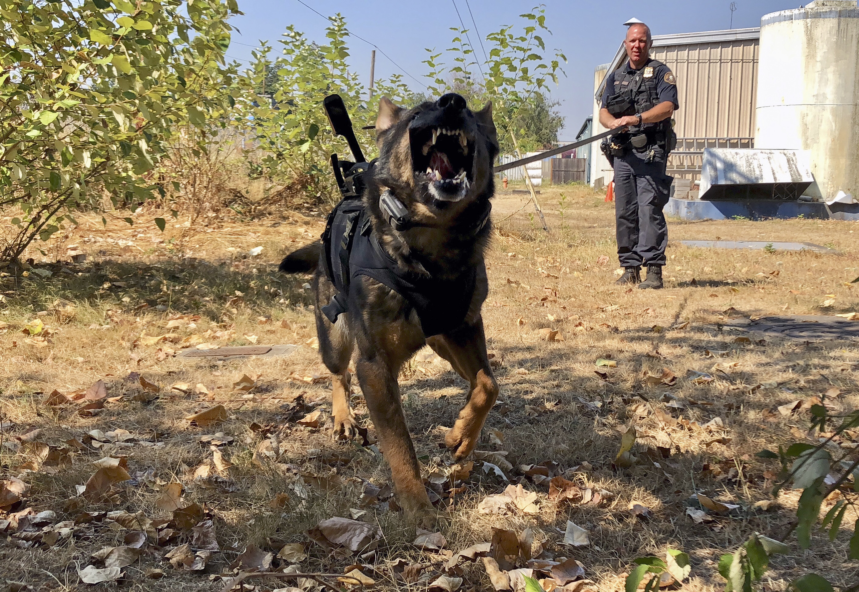 Some police dogs now have cameras, too