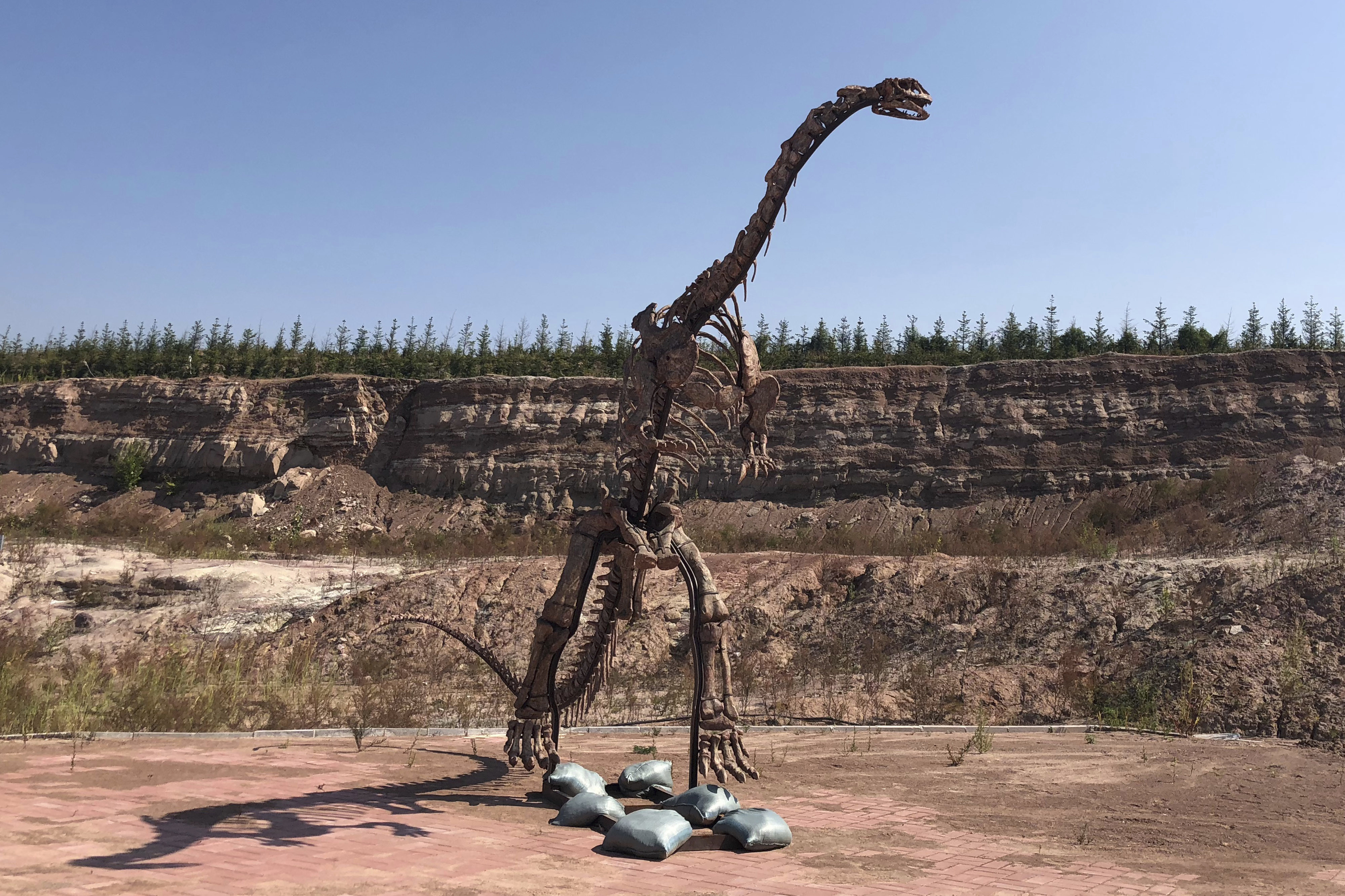China building boom uncovers buried dinosaurs, makes a star