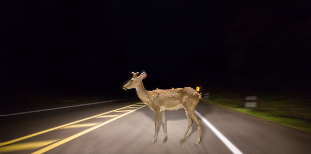 Tips to avoid hitting a deer with your car