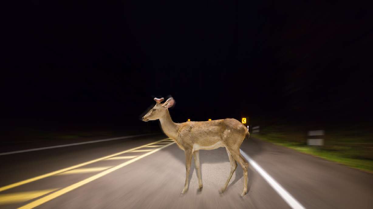 Tips to avoid hitting a deer with your car