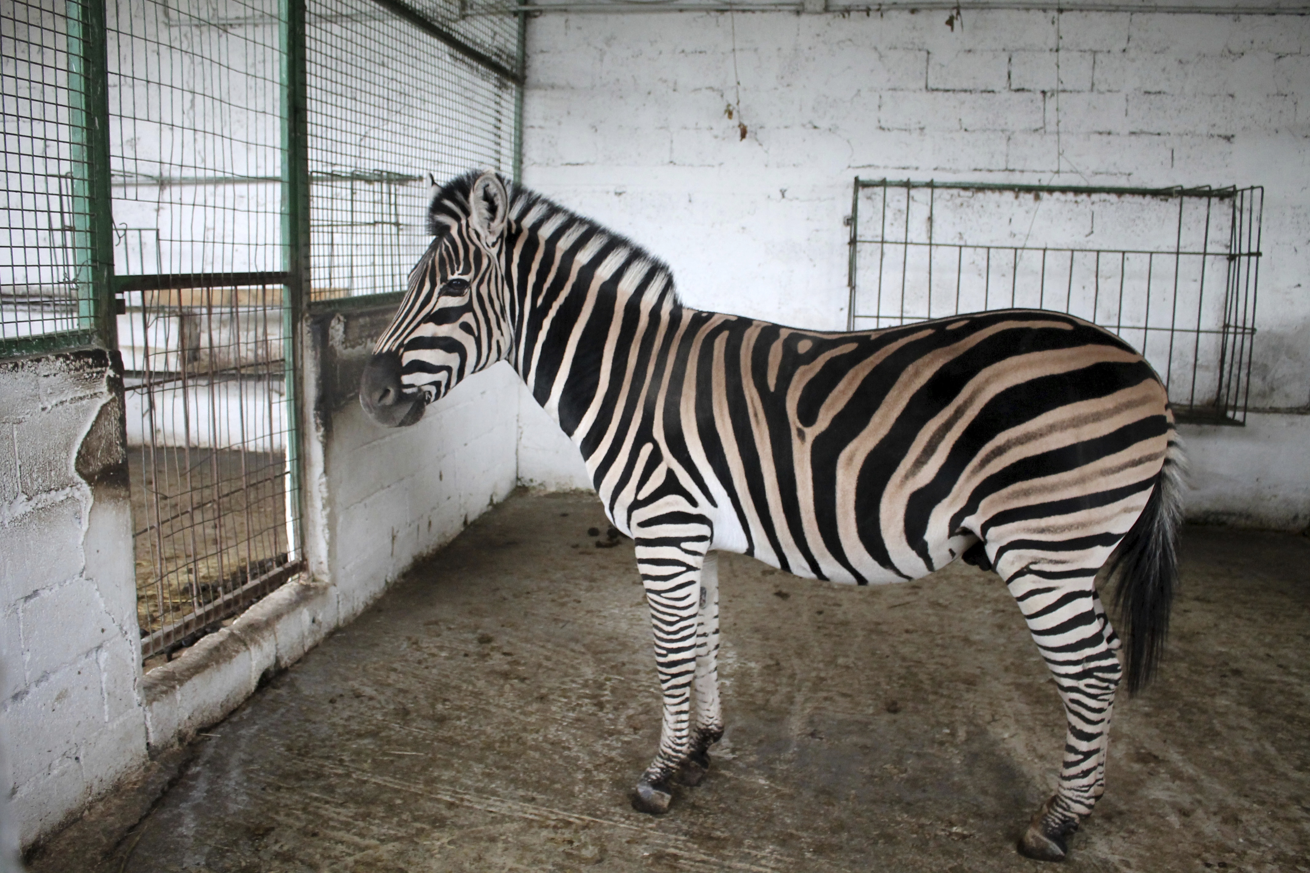 Animals removed from Albanian zoo over malnourishment fears