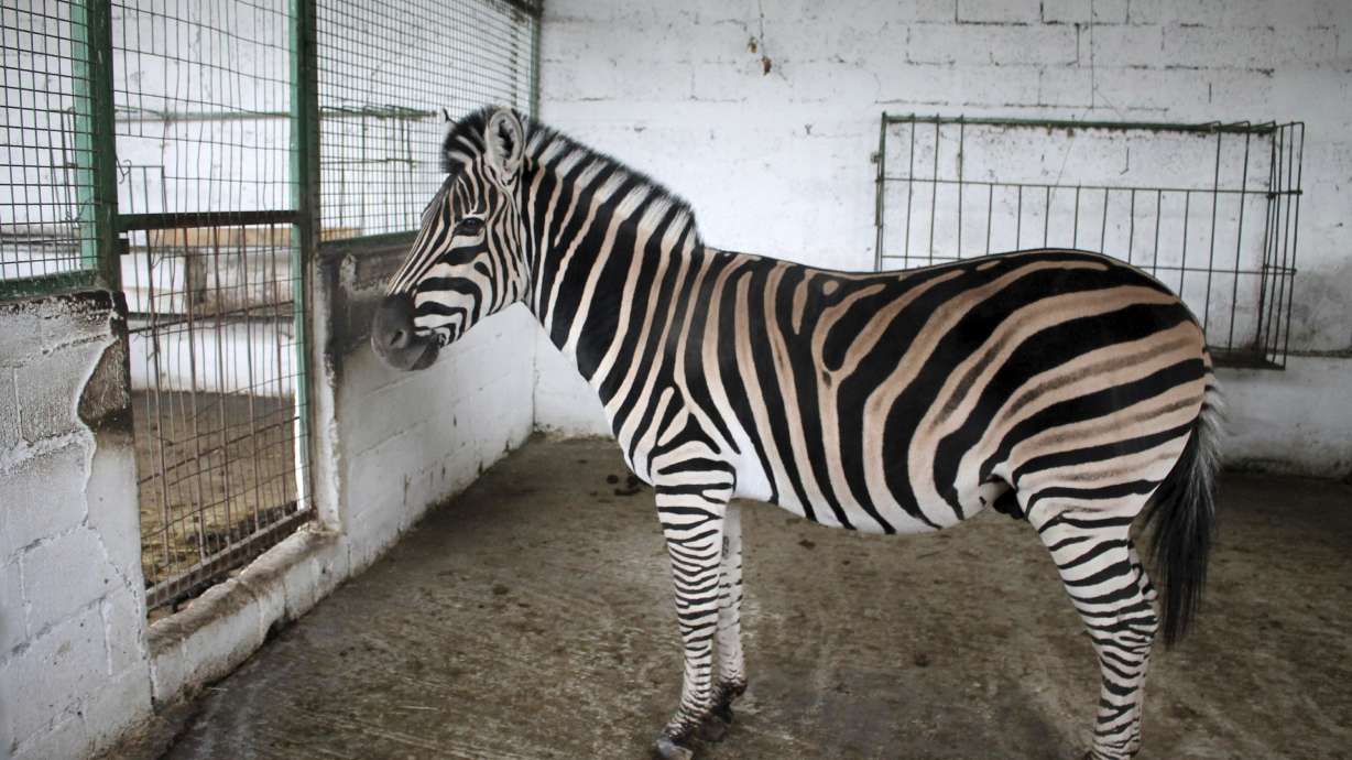 Animals removed from Albanian zoo over malnourishment fears