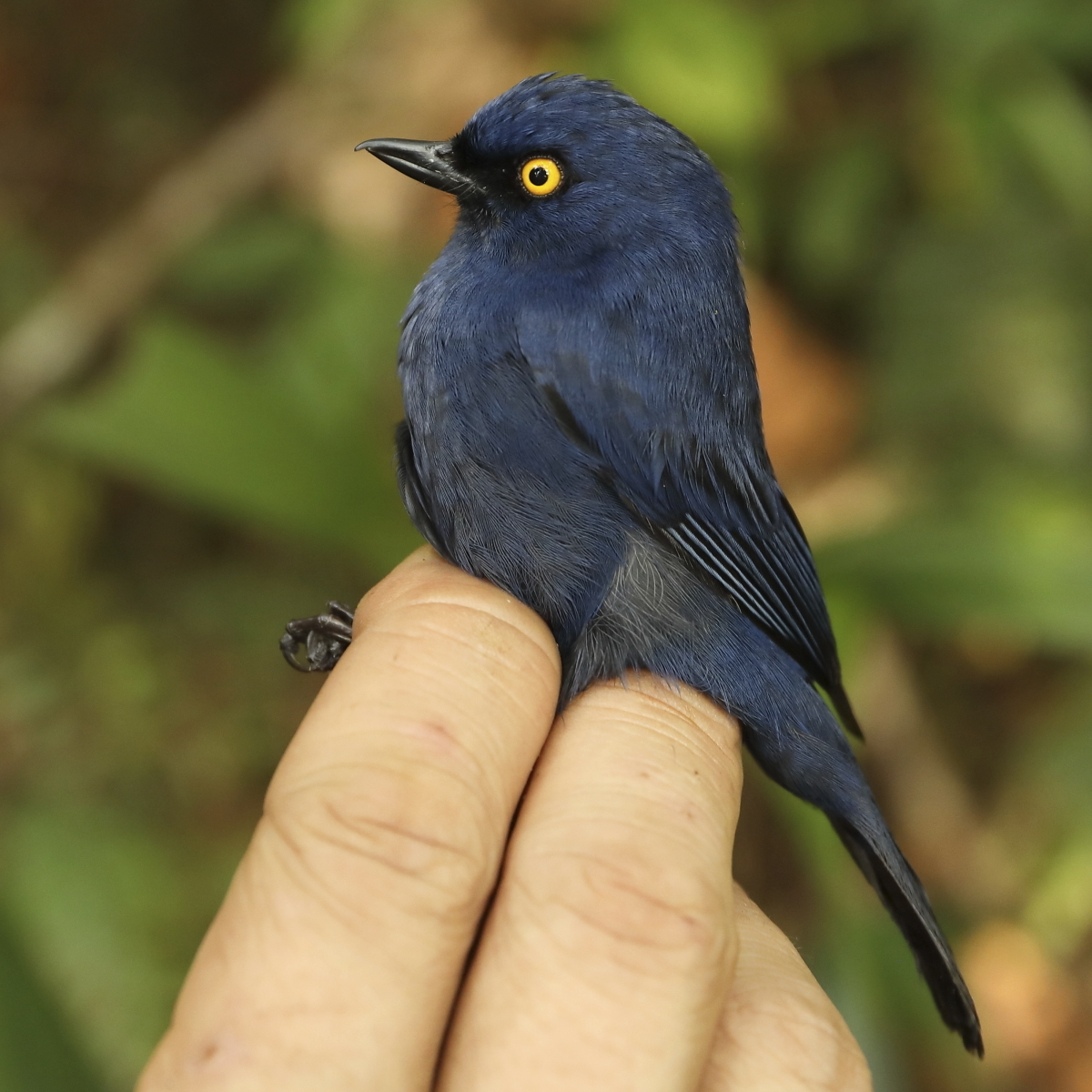 Mountain birds on 'escalator to extinction' as planet warms
