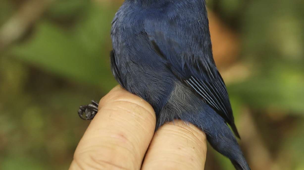 Mountain birds on 'escalator to extinction' as planet warms