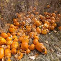 West Jordan pumpkin patch forced to close early after being vandalized