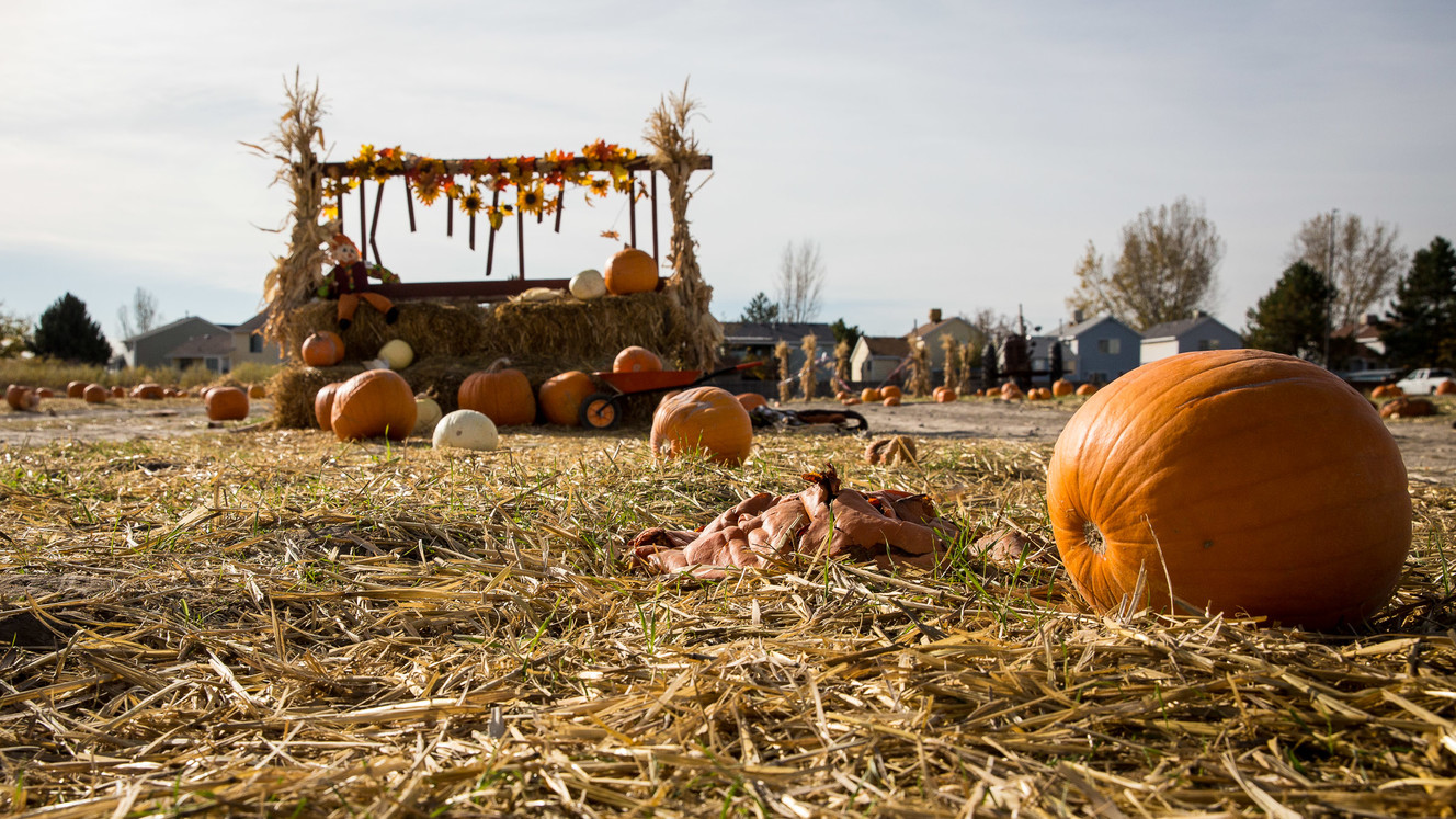 Hundreds of pumpkins are destroyed by vandals at the pumpkin patch near 3000 W. and 7800 South in West Jordan over the weekend. On Monday, Oct. 29, 2018, the owners of Rojas Farms say they have to close for the season, much earlier than normal, due to the vandalization. (Photo: Qiling Wang, KSL)