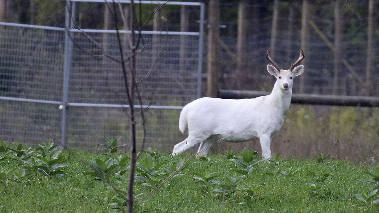 White deer have unusual home in upstate NY _ old Army depot