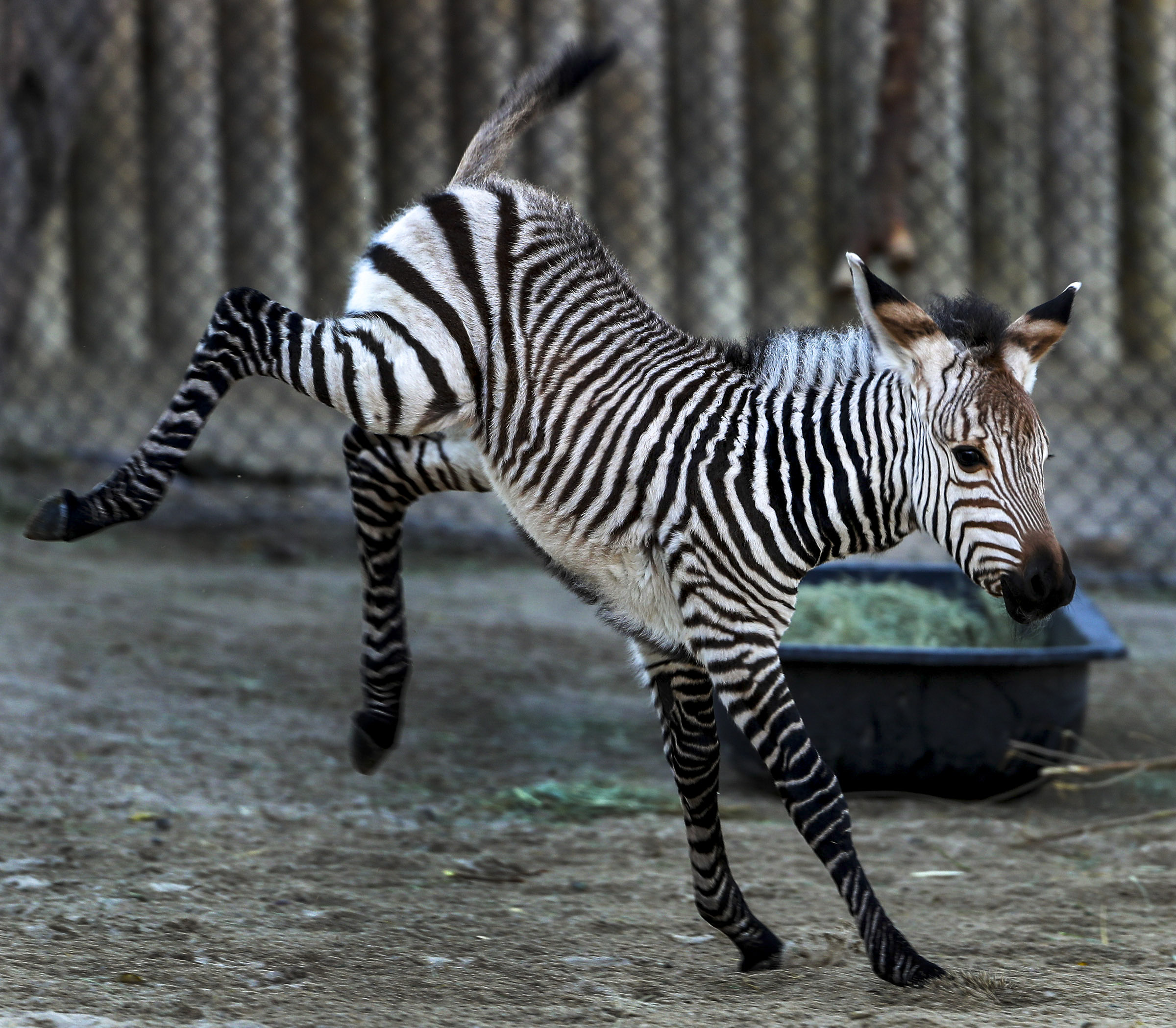 Hogle Zoo to reopen Saturday as governor eases business restrictions