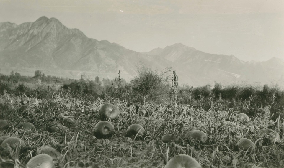 A photo of a pumpkin patch in Salt Lake County taken sometime between 1910 and 1940. (Photo: Utah State History)
