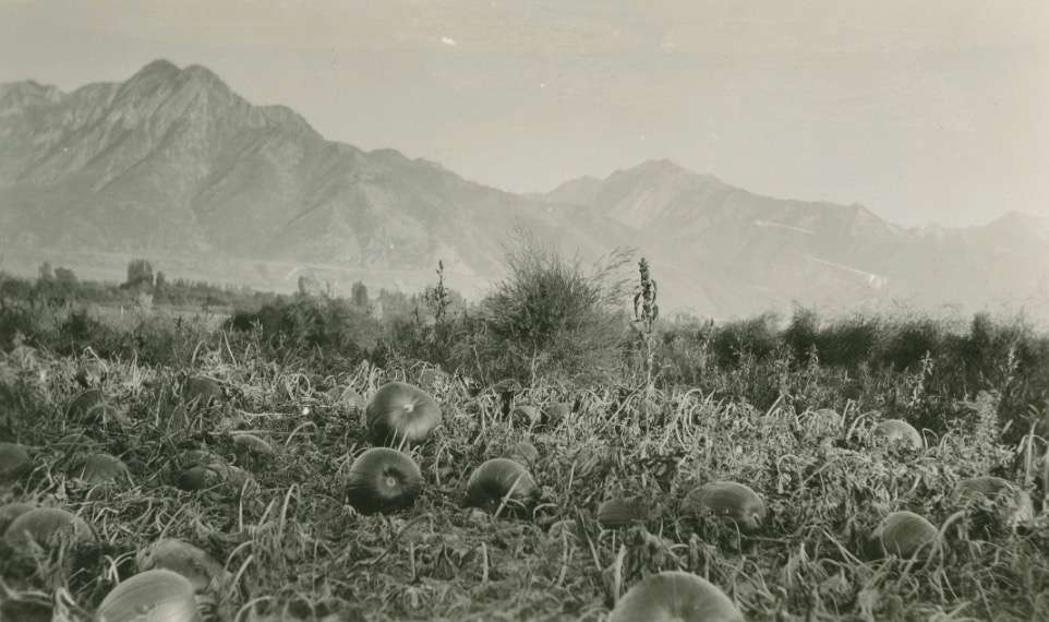 A photo of a pumpkin patch in Salt Lake County taken sometime between 1910 and 1940. (Photo: Utah State History)