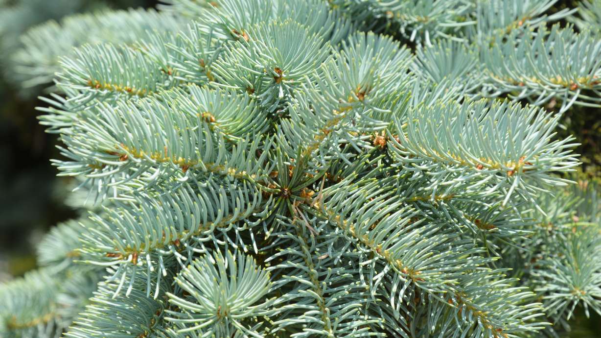 A guide to cutting down your own Christmas tree in Utah