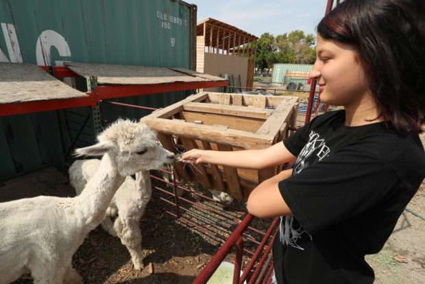 Roots Charter High School student Kaedynce Wallace feeds an alpaca at the school farm in West Valley City on Tuesday, Aug. 21, 2018. (Jeffrey D. Allred, KSL)