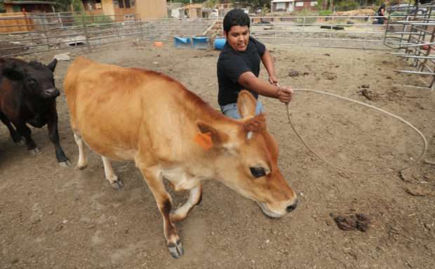 Roots Charter High School student Jesus Garcia moves a steer at the school farm in West Valley City on Tuesday, Aug. 21, 2018. (Jeffrey D. Allred, KSL)