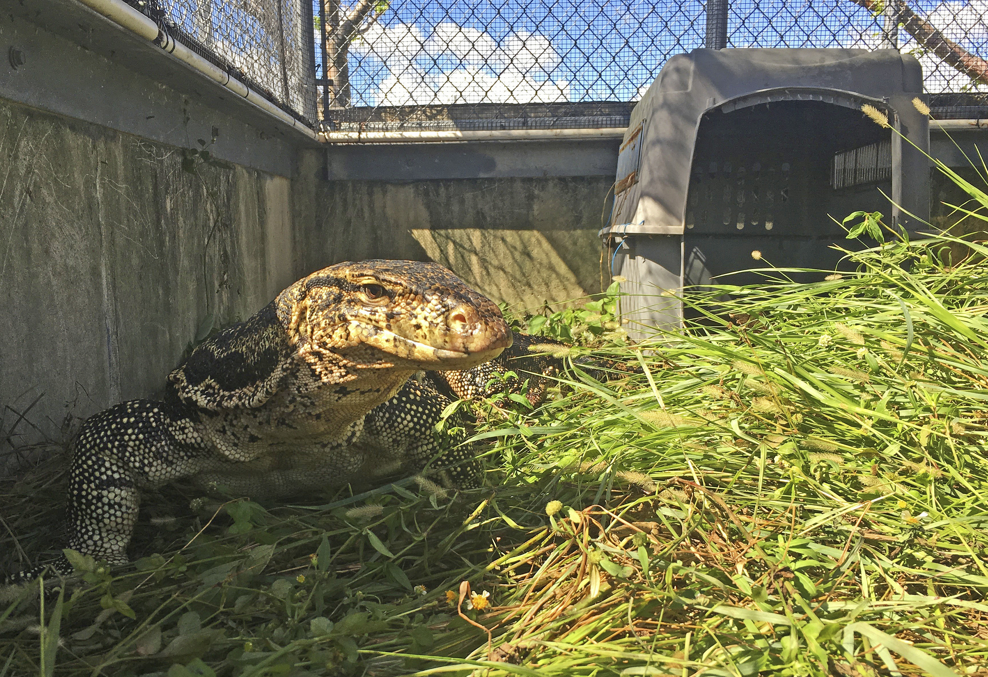 Officers catch huge lizard that terrified Florida neighbors