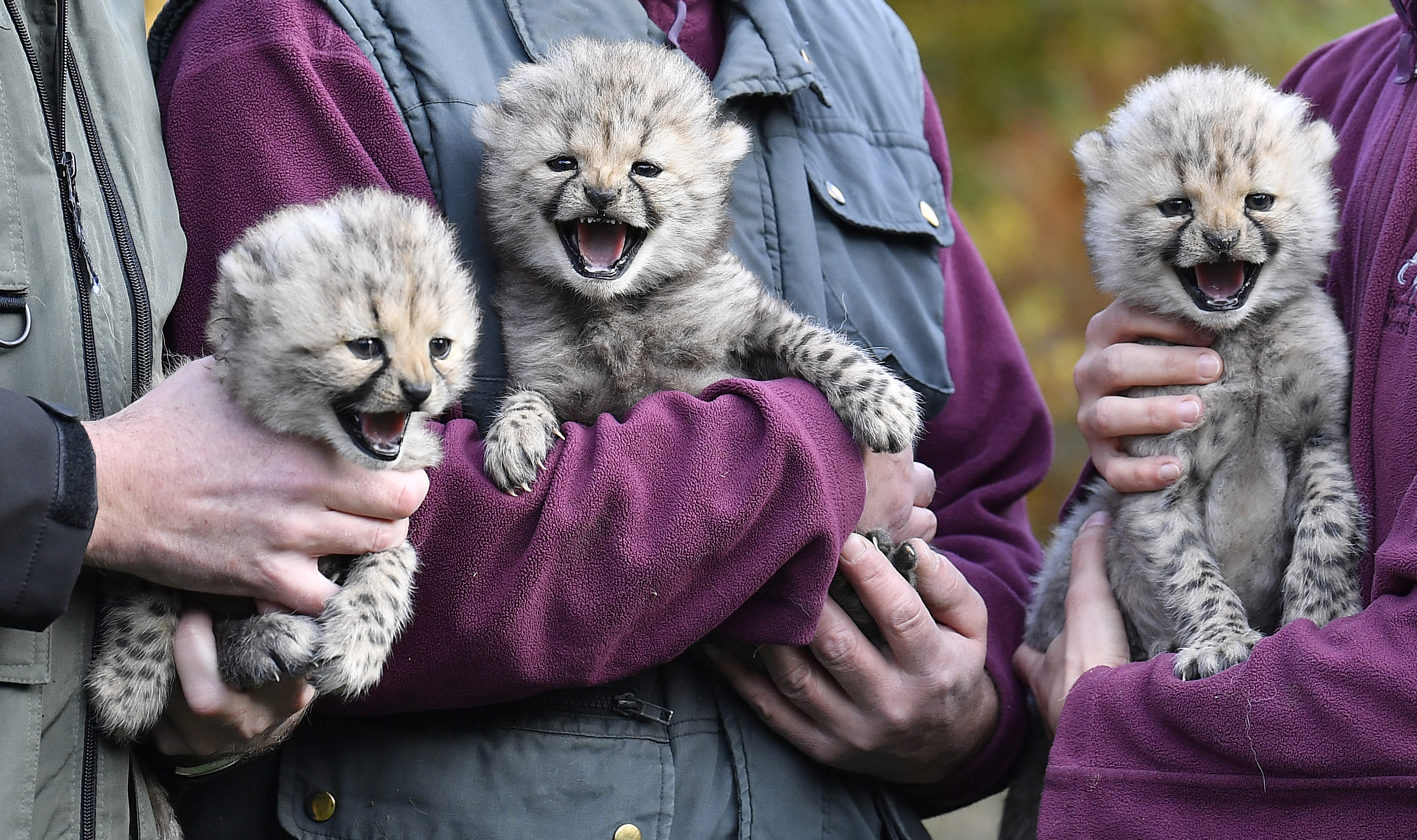 3 cheetah cubs make public debut at German zoo