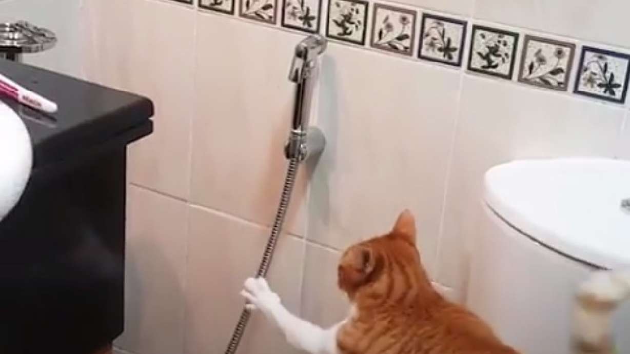 Have You Seen This? When a cat begs to get wet
