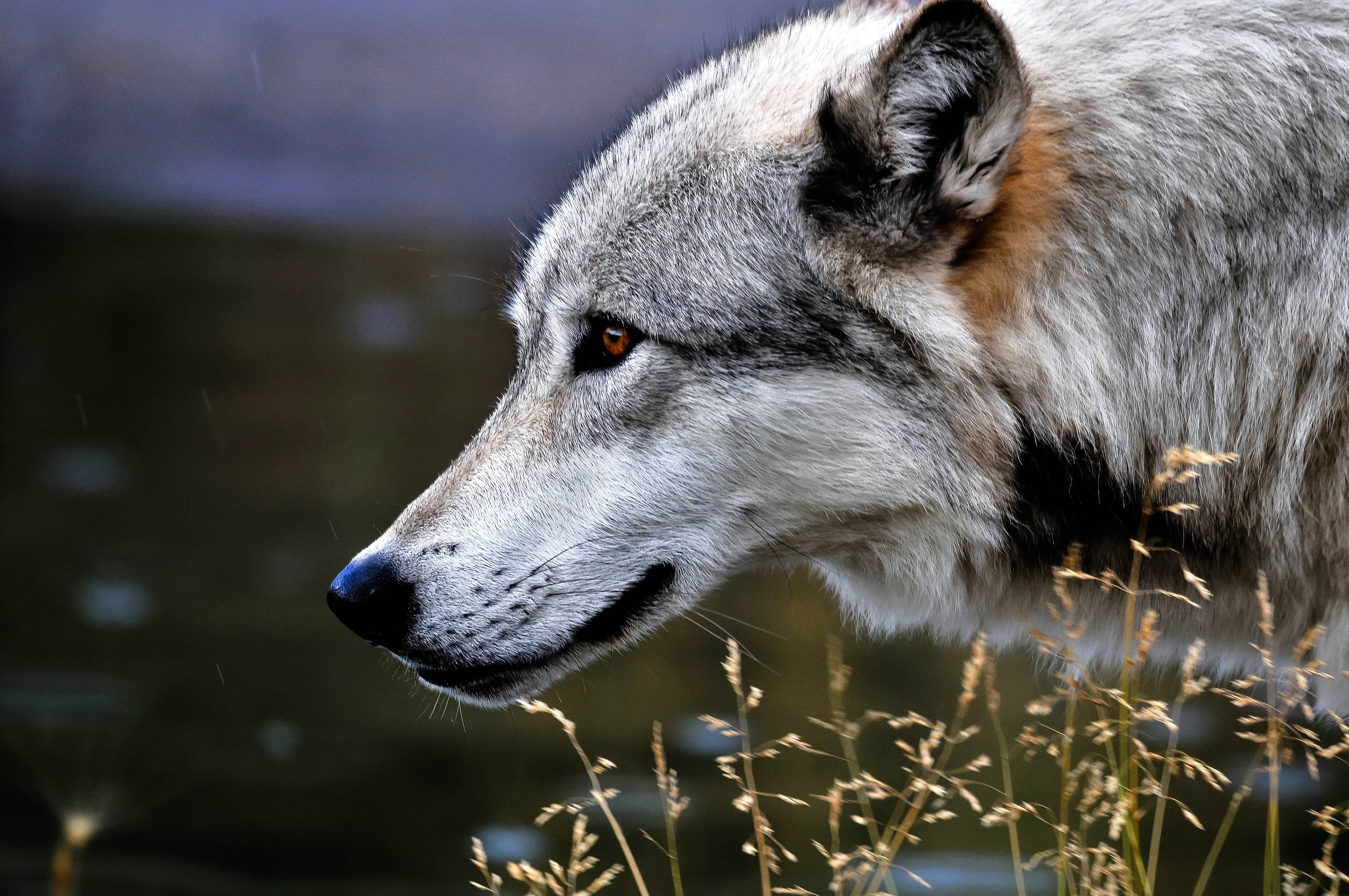 Study: Carnivores' return helps Yellowstone park streams