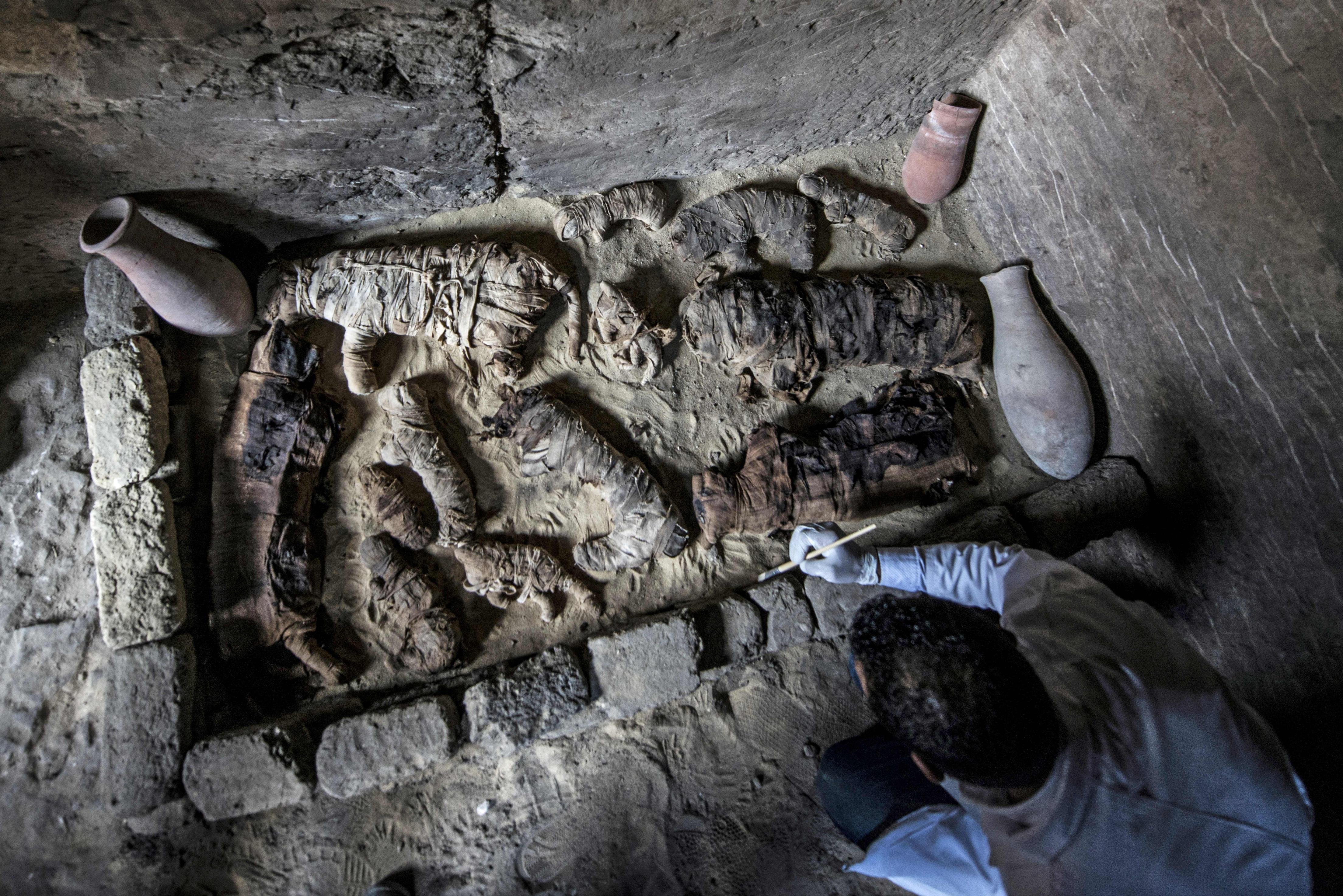 Dozens of cat mummies, rare beetles discovered in Egyptian tombs