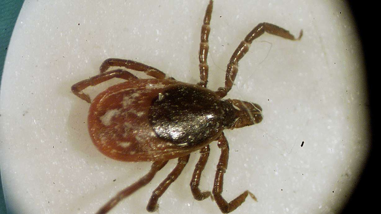 US officials report a record number of tick diseases