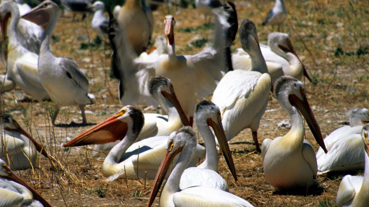 Want to track pelican migrations? DWR has a website for that