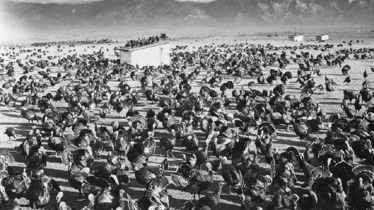 How turkeys trotted onto your Thanksgiving table and all over Utah