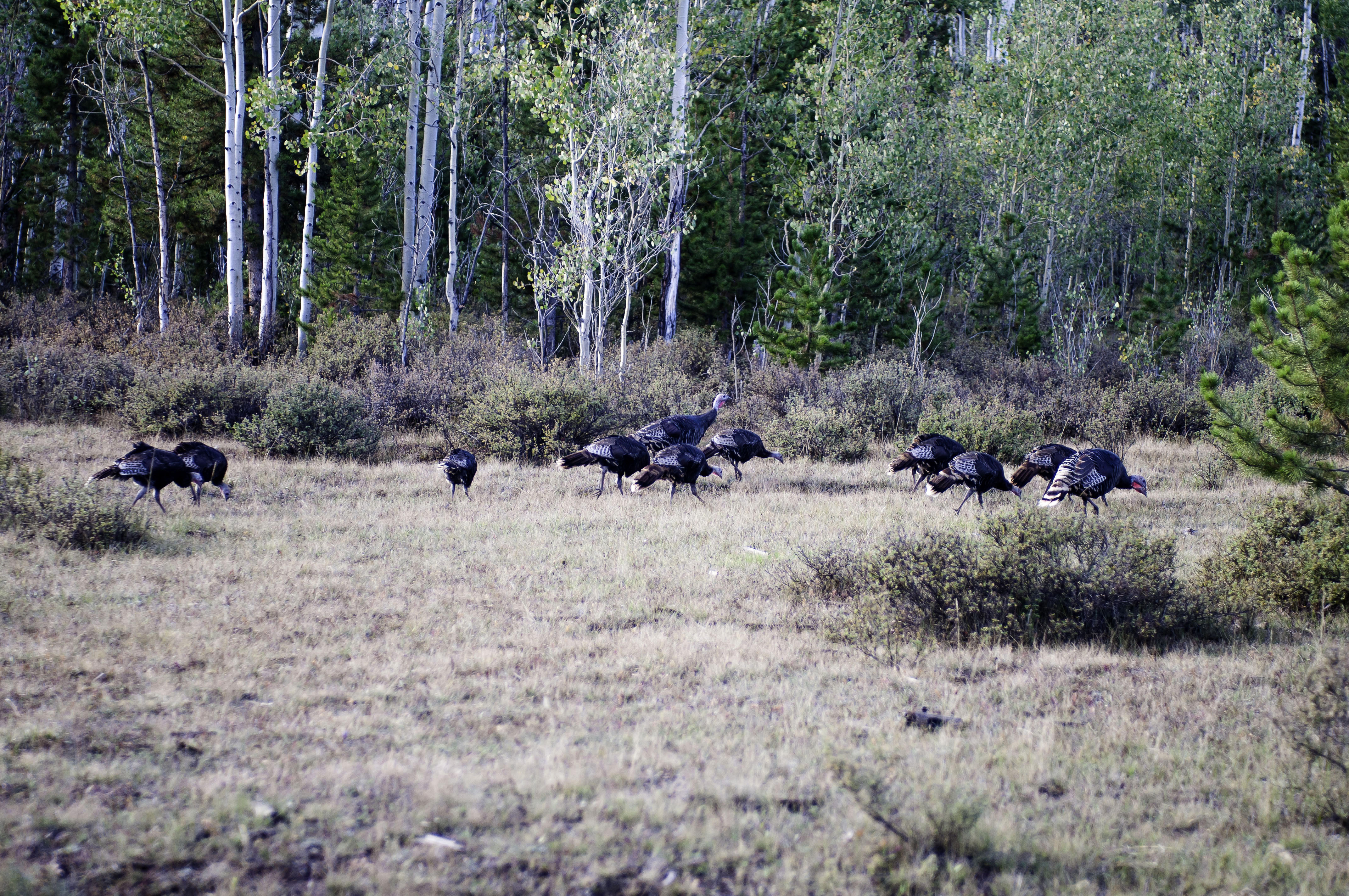 Wild turkeys walking around in the Utah wilderness. (Photo: Utah Division of Wildlife)